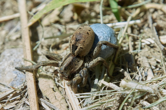 Araña lobo de vientre negro
