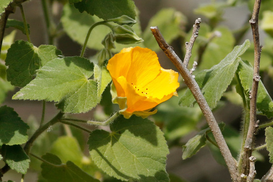 Malvavisco/Wild mallow