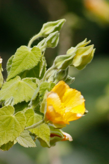 Malvavisco/Wild mallow