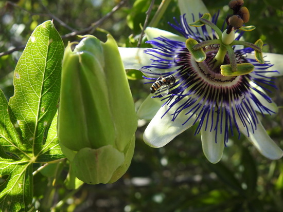 Mburucuyá/Passion flower