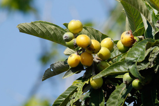 Níspero/Loquat