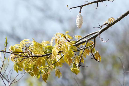 Palo borracho/Silk floss tree