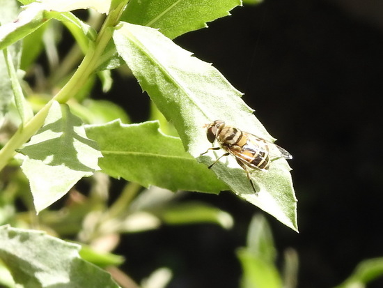 Mosca de las flores