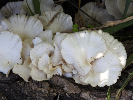 Hongo/Tree mushroom