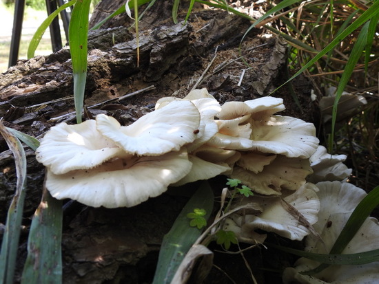 Hongo/Tree mushroom