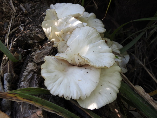Hongo/Tree mushroom