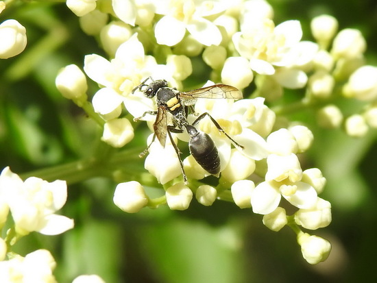 Camuati Wasp