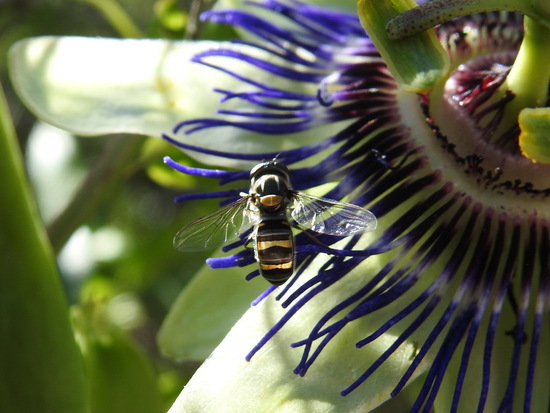 Hoverfly