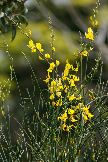 Retama/Spanish broom