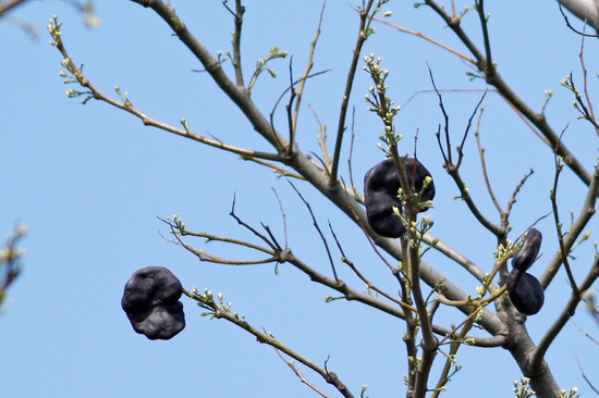 Timbó/Pacara earpod tree