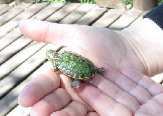 Tortuga pintada