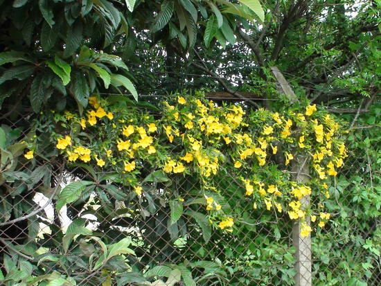 Uña de gato/Cat claw vine