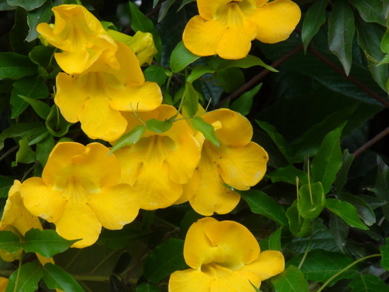 Uña de gato/Cat claw vine