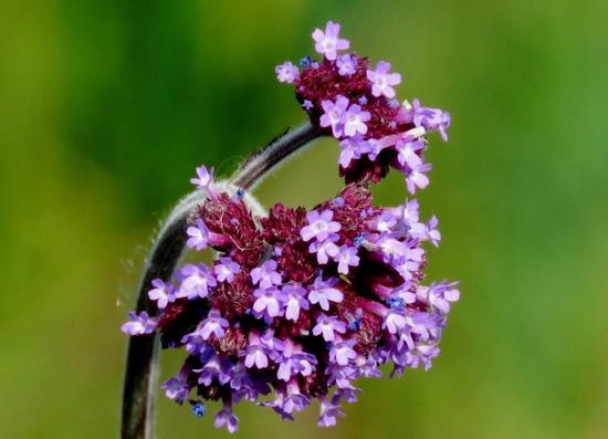 Verbena púrpura/Purple vervain