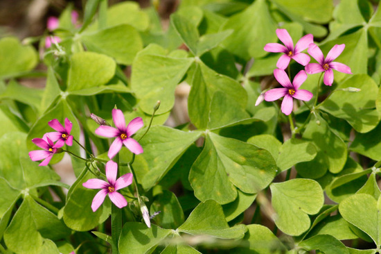 Vinagrillo rosado/Pink sorrel