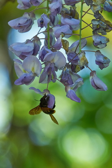 Abeja carpintera