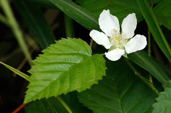 Zarzamora/Cane berry