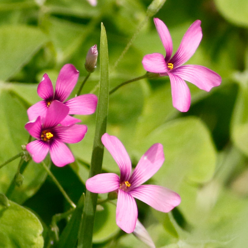 Vinagrillo rosado/Pink sorrel