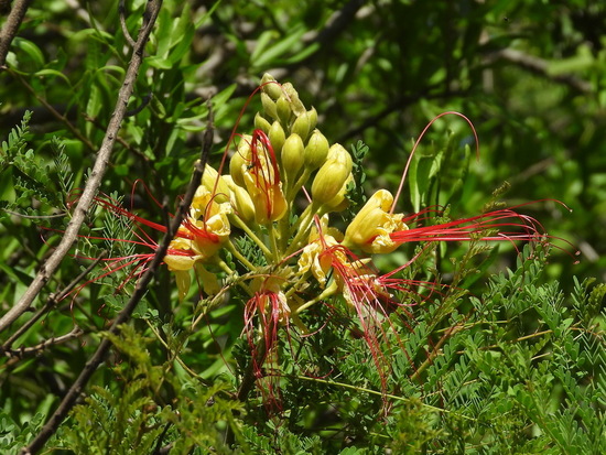 Barba de chivo/Yellow bird of paradise