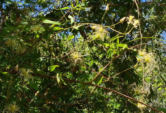 Cabello de ángel/Old man's beard