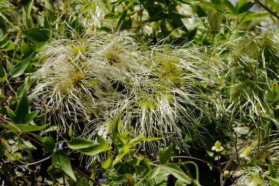 Cabello de ángel/Old man's beard