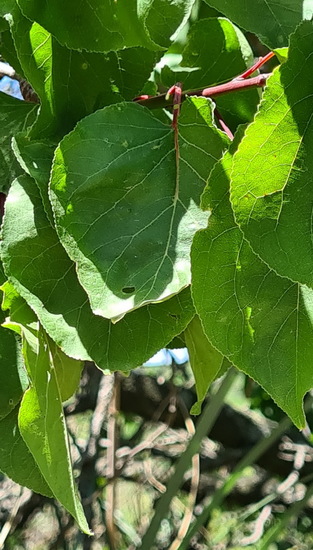 Damasco/Apricot