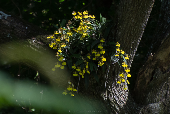 Flor de patito/Orchid