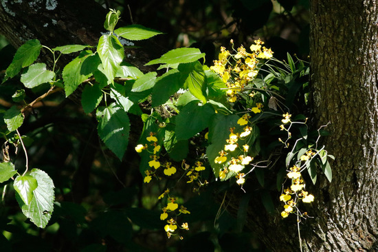 Flor de patito/Orchid