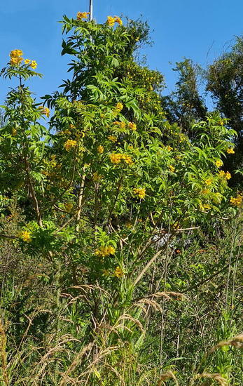 Guarán amarillo/Yellow trumpetbush