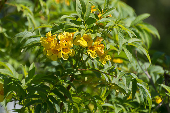 Guarán amarillo/Yellow trumpetbush
