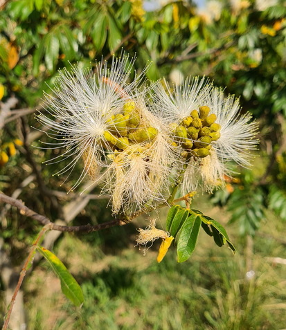 Ingá/Inga uraguensis