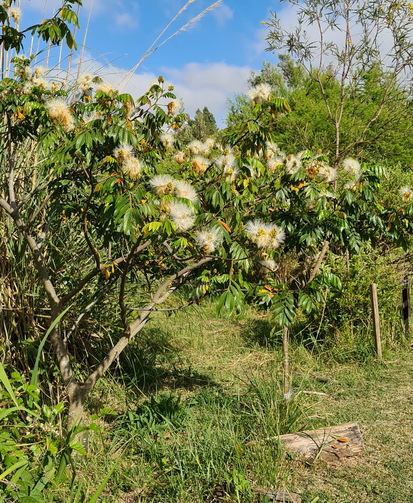 Ingá/Inga uraguensis