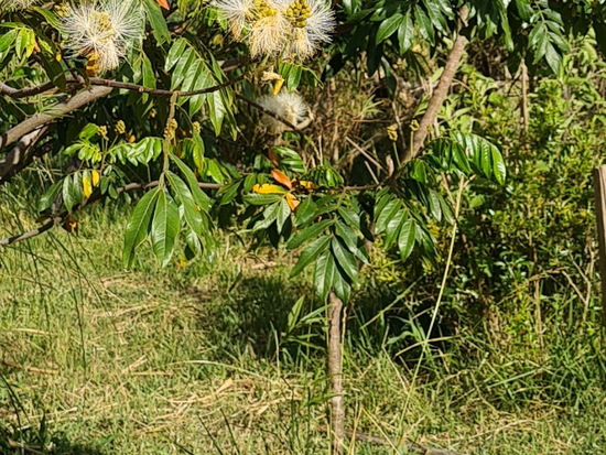 Ingá/Inga uraguensis