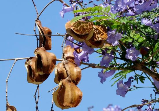 Jacarandá/Jacaranda