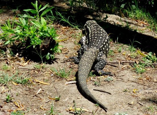 Lagarto overo