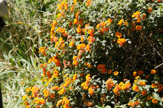 Lantana