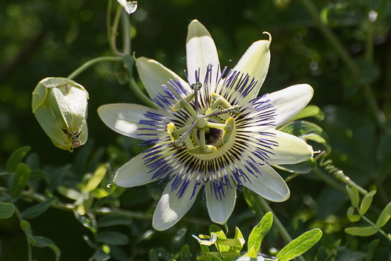 Mburucuyá/Passion flower