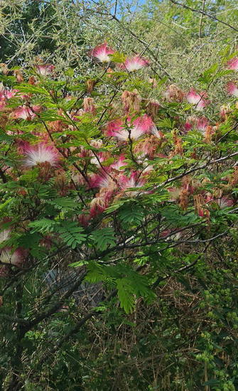 Plumerillo rosado/Powder puff