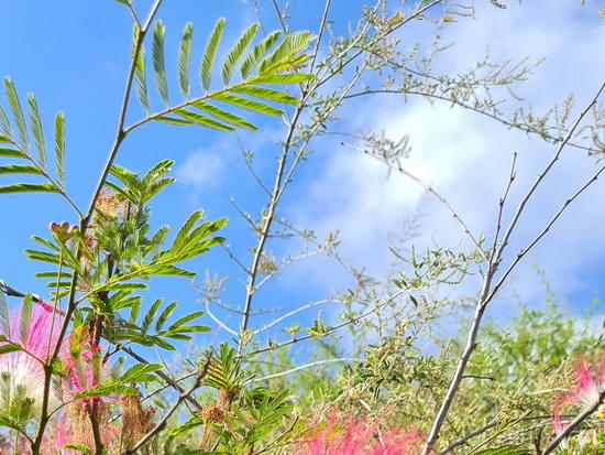 Plumerillo rosado/Powder puff