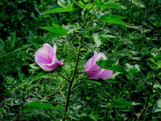 Rosa del río/Striped rosemallow