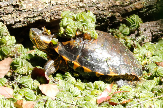 Tortuga pintada