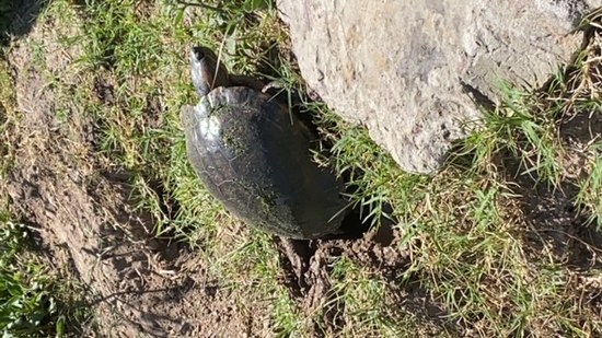 Tortuga pintada