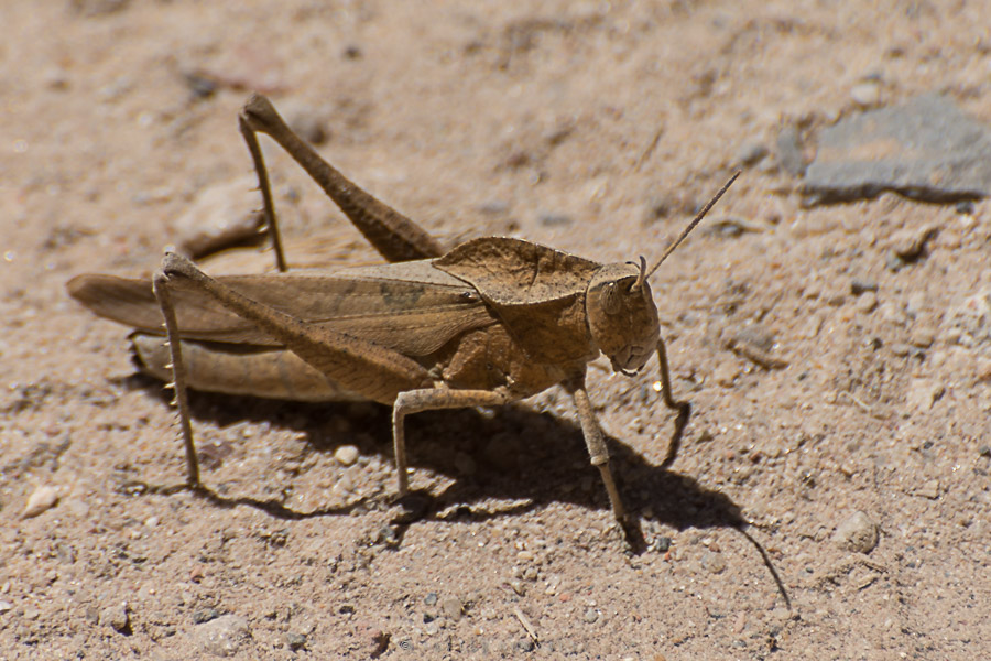 Xyleus discoideus jgg 13 11 21