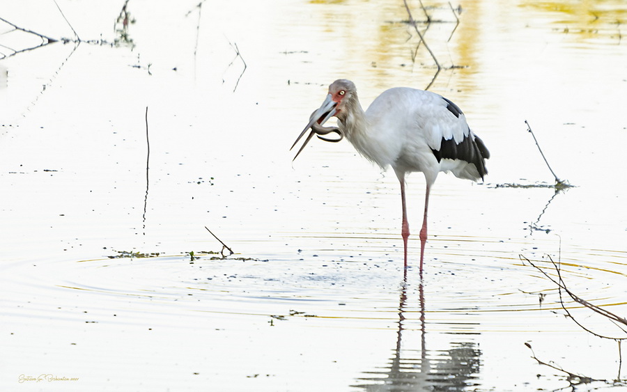 Cigüeña comiendo una rica anguila