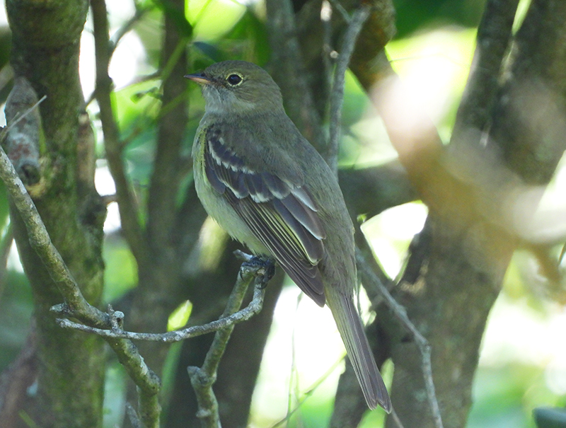 Fiofío oliváceo/Olivaceous elaenia