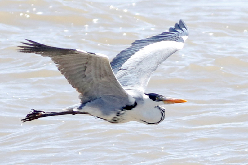 Garza mora volando