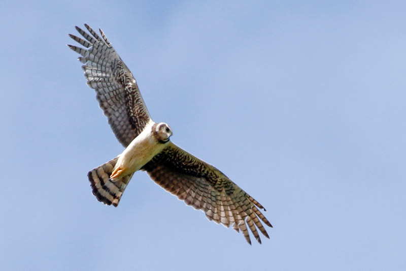 Long-winged harrier in search for food