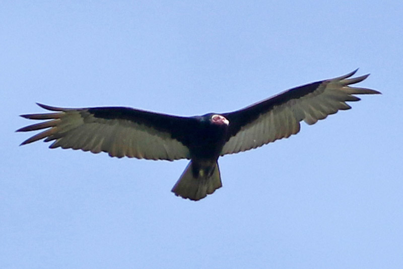 Jote cabeza colorada en vuelo