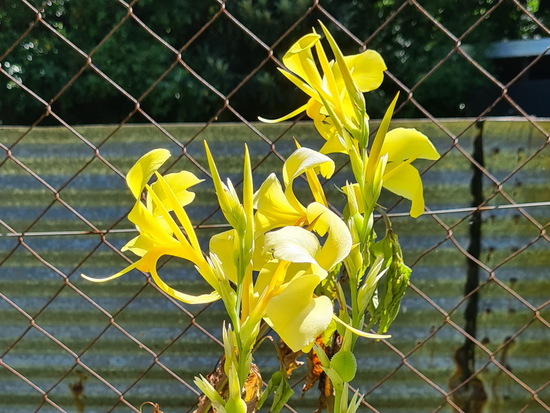 Achira amarilla/Louisianna canna