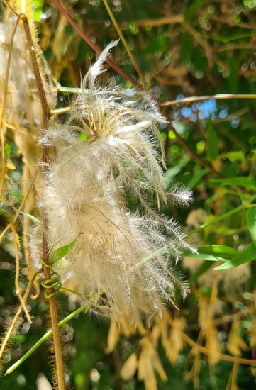 Cabello de ángel/Old man's beard